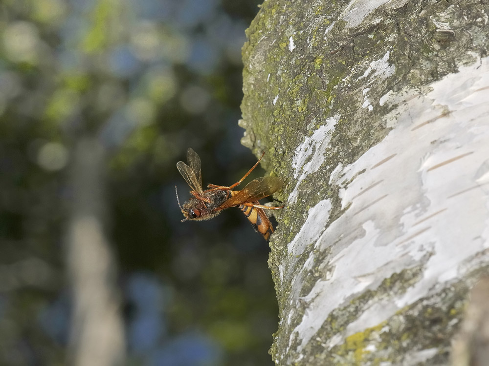 Tremex fuscicornis (Siricidae) in deposizione